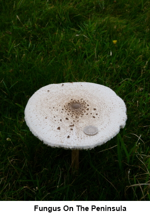 Fungus seen growing on the peninsula.