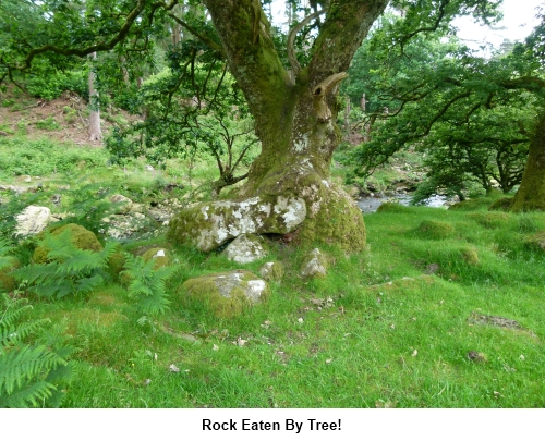 A rock eaten by a tree!