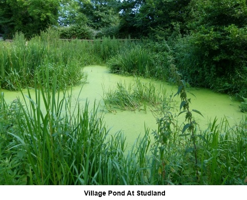 Village pond at Studland