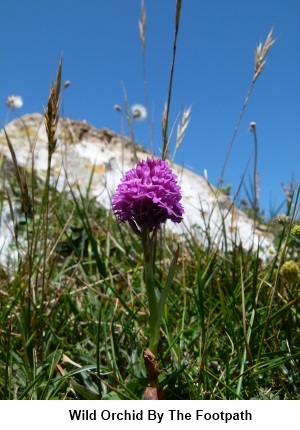 Wild orchid by the footpath