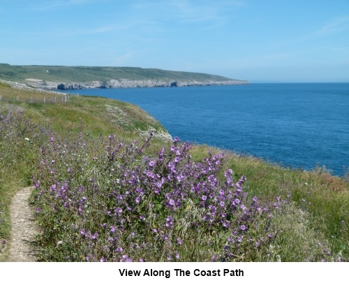View and wild flowers along the coast path.
