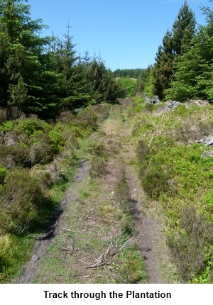 track through plantation