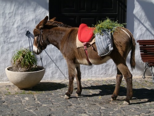 Donkey in Teguise