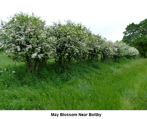 May blossom near Thirlby