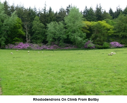 Rhododendrons seen on the climb from Boltby