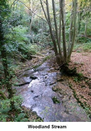 A woodland stream.