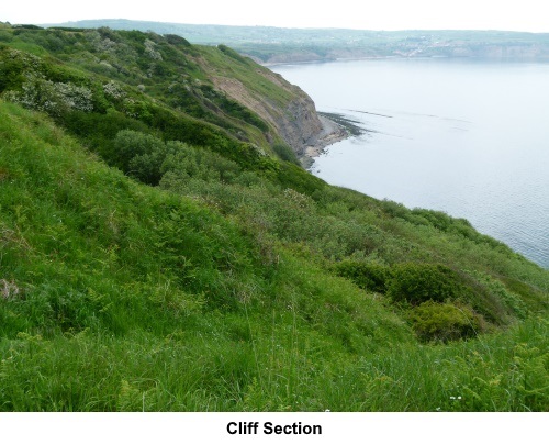 A section of the cliffs.