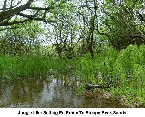 A jungle like setting on the route near Stoupe Beck Sands.