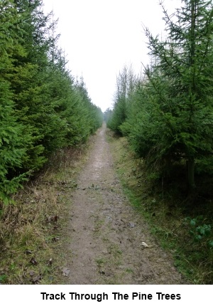 Track through the pine trees