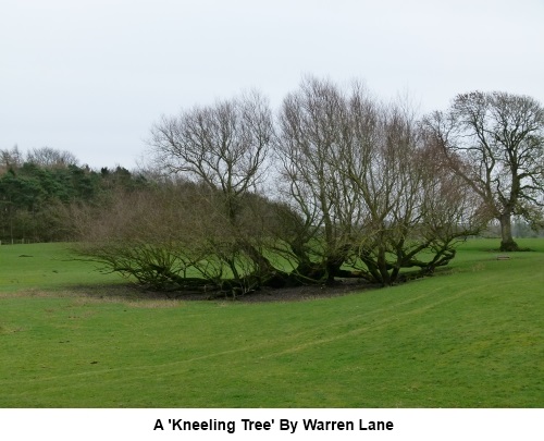 A 'kneeling' tree by Warren Lane