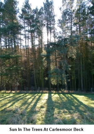 Sun in trees at Carlesmoor Beck