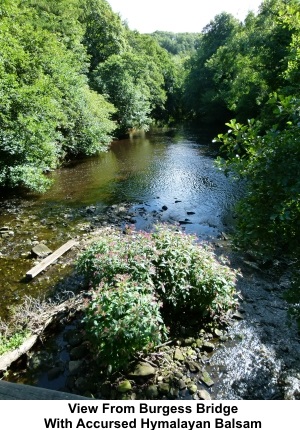 View from Burgess Bridge with Himalayan Balsam