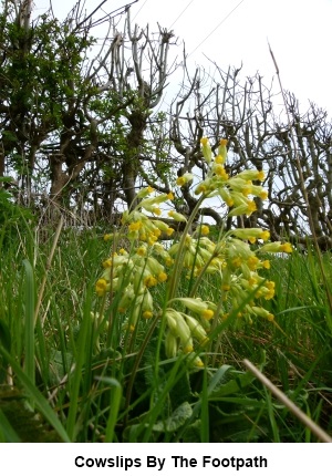 Cowslips next to the footpath