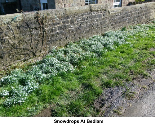 Snowdrops at Bedlam.