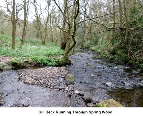Gill Beck running through Spring Wood