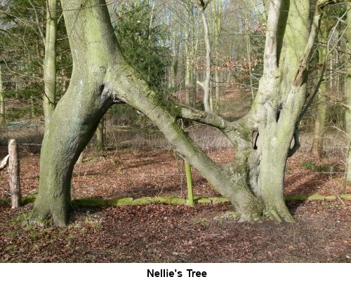 Nellie's Tree