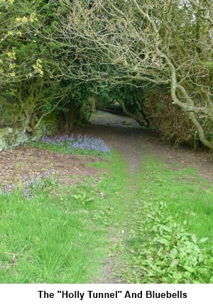 Holly tunnel and bluebells
