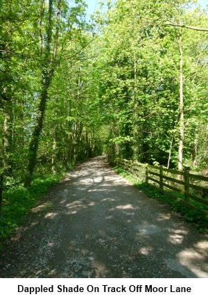 Track off Moor Lane