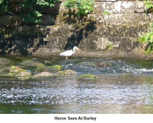 Heron at Burley in Wharfedale