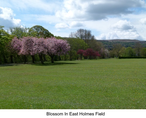 Blossom Trees in East Holmes Fields, Ilkley