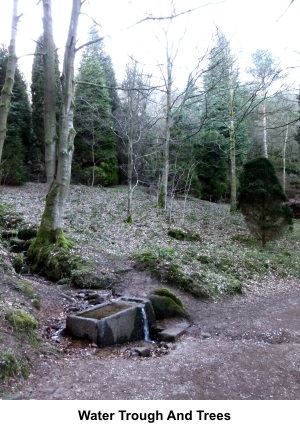Stone water trough and trees