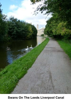 Swans on the Leeds Liverpool canal