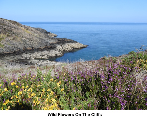 Wild flowers on the cliffs.