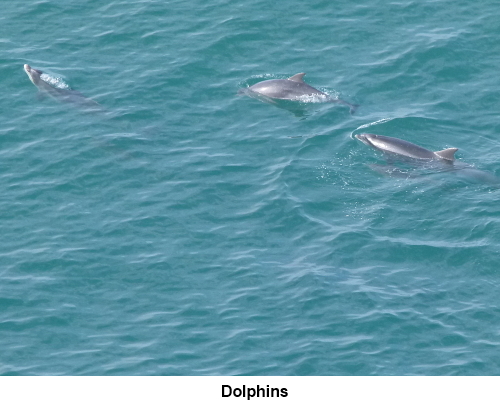 A pod of dolphins seen from the cliff tops.