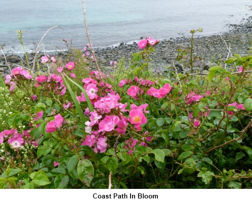 Coast path in bloom