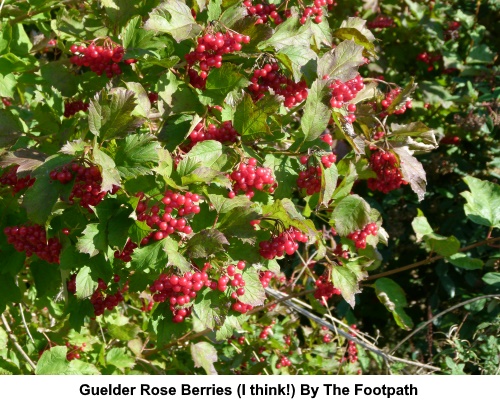 Guelder rose berries.