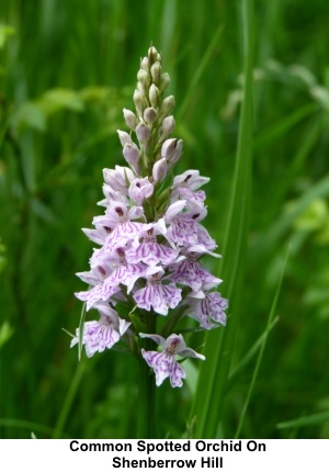 Commos spotted Orchid on Shernberrow Hill