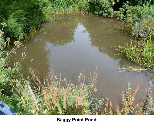 Baggy Point pond.