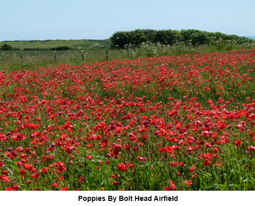 Poppies near Bolt Head Airfield