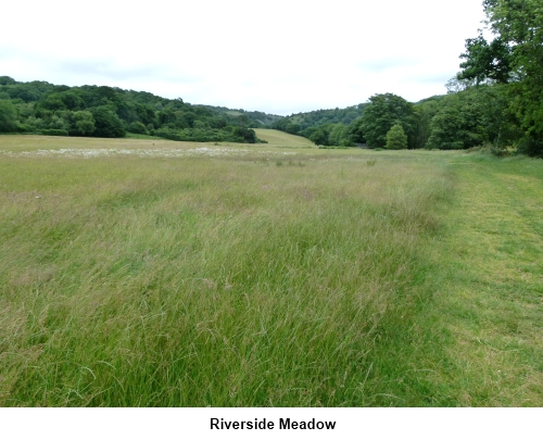 Riverside meadow Teign Valley