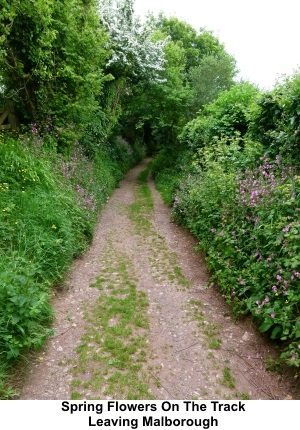 Track leaving Malborough with spring flowers