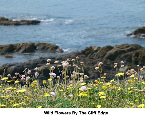 Wild flowers by the cliff edge.