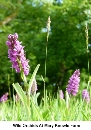 Wild Orchids at Mary Knowle farm.