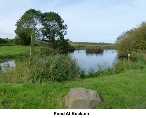 The village pond at Buckton