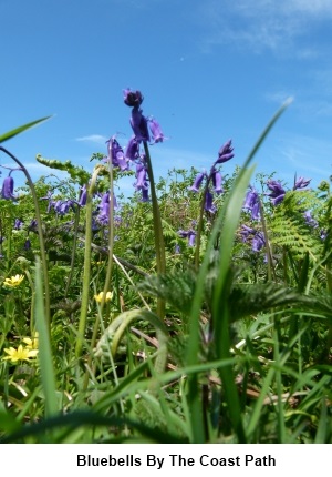 Bluebells on the Wales Coast Path