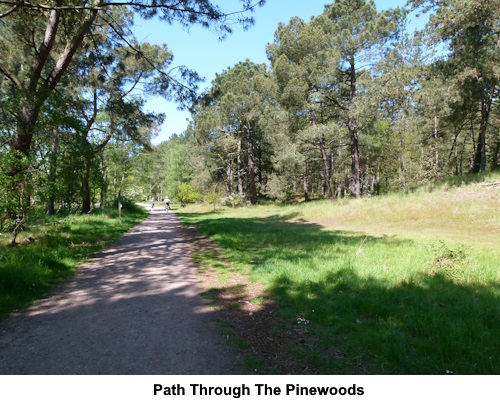 The path through the pinewoods.