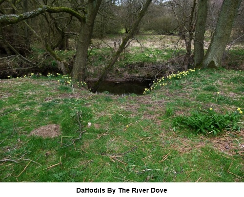 Daffodils by the River Dove