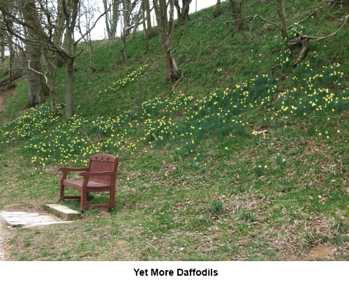Yet more daffodils.