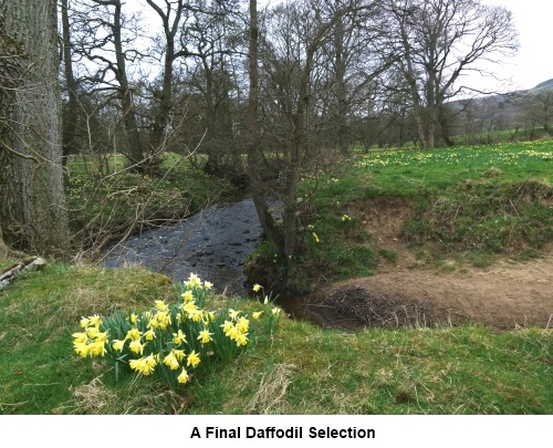 Daffodils by the River Dove in Farndale