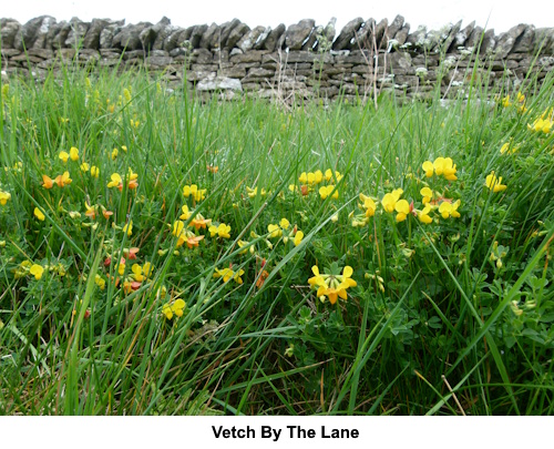 The yellow flowers of vetch by the lane.