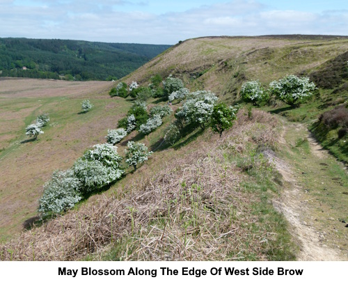 May blossom along the edge of West Side Brow.
