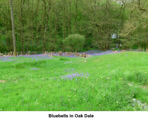Bluebells in Oak Dale.