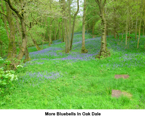 Bluebells in the wood in Oak Dale.
