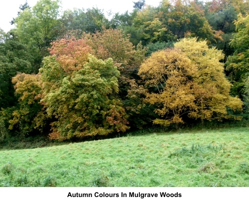 Mulgrave woods autumn colours