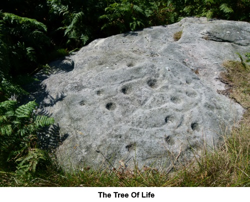 The Tree of Life.