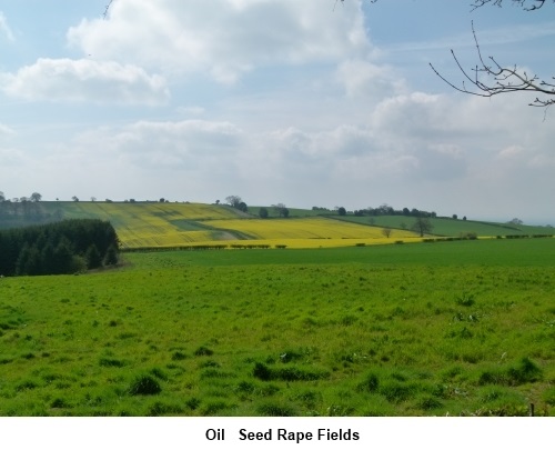 Oil seed rape fields